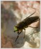 Horsefly