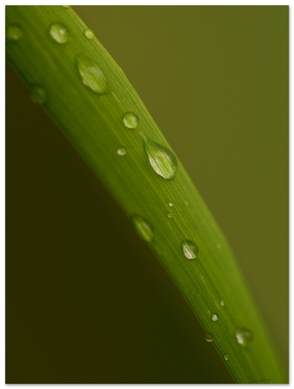 Morning Dew