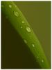 Morning Dew