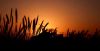 Pamper grass at sunset by Alex Bibi