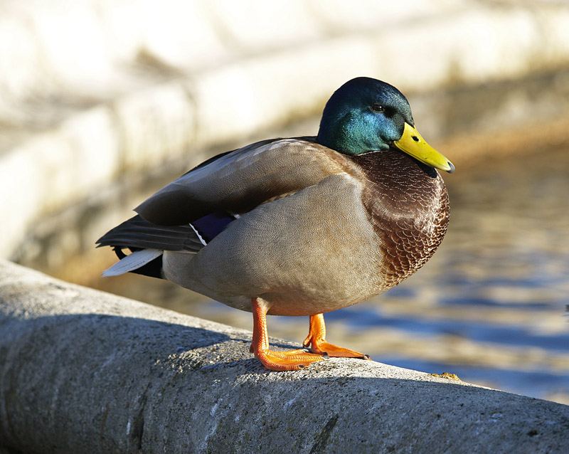 Duck