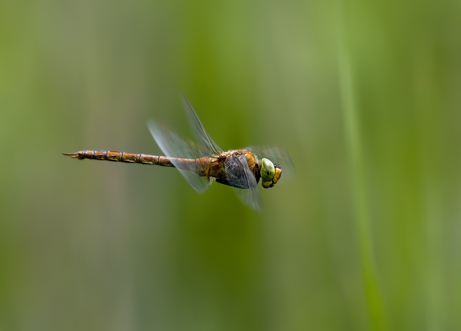 Buzzing by - - -