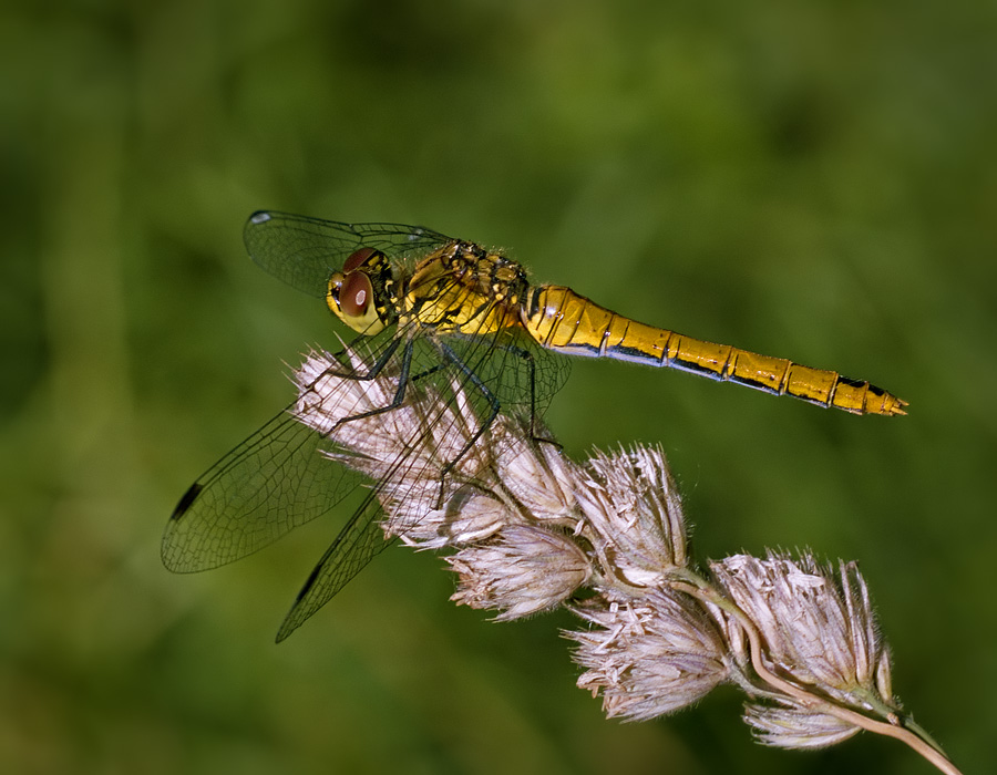 Dragonfly