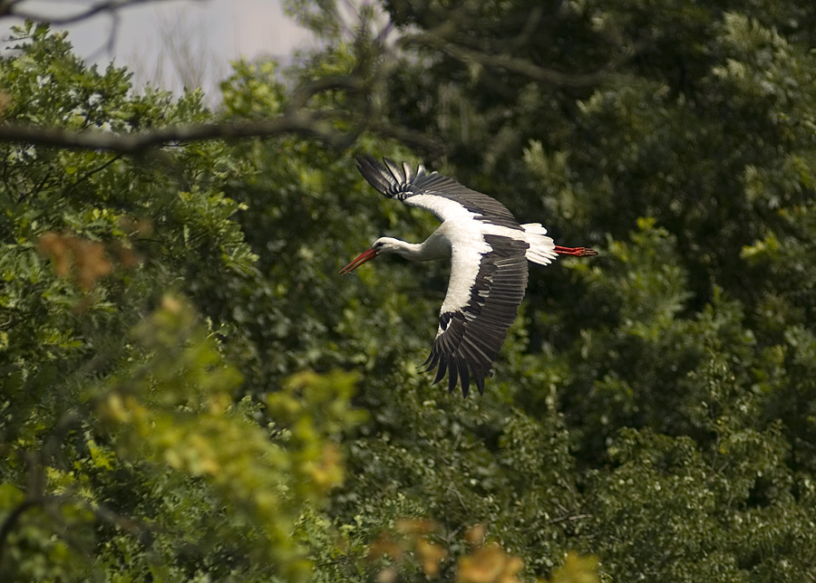 Flying Stork - 2