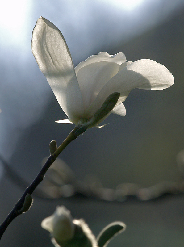 Springtime - 4