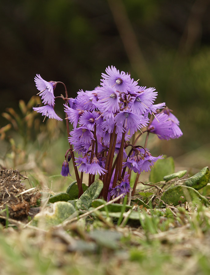 Alpine flowers - 1