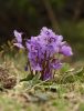 Alpine flowers - 1