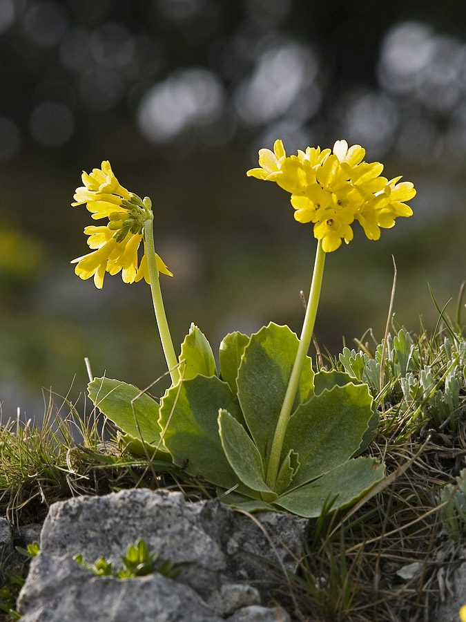 Alpine flowers - 2