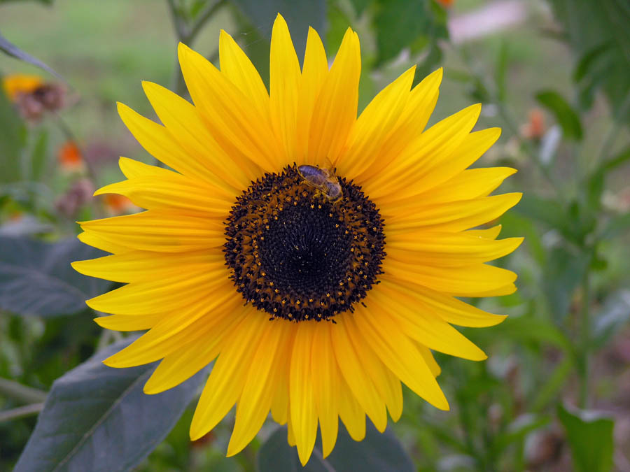 Sunflower