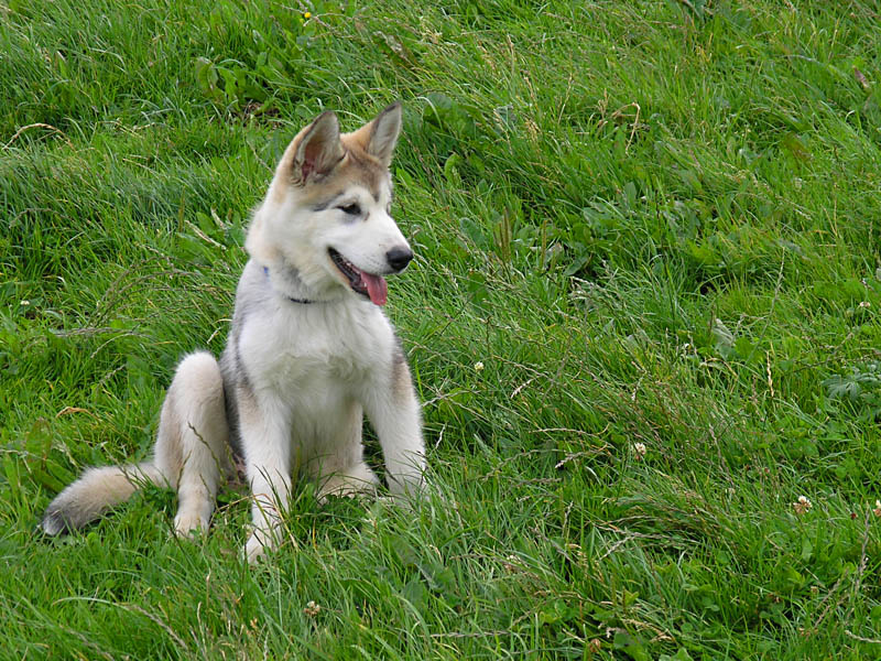 Dog