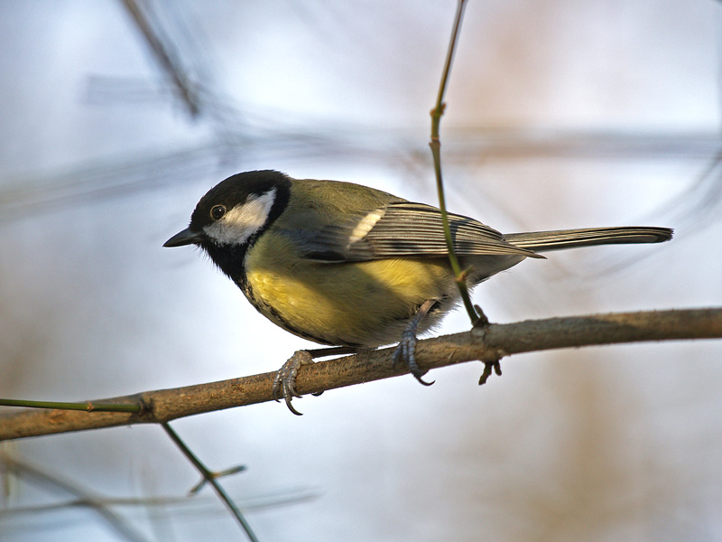 Birds Day