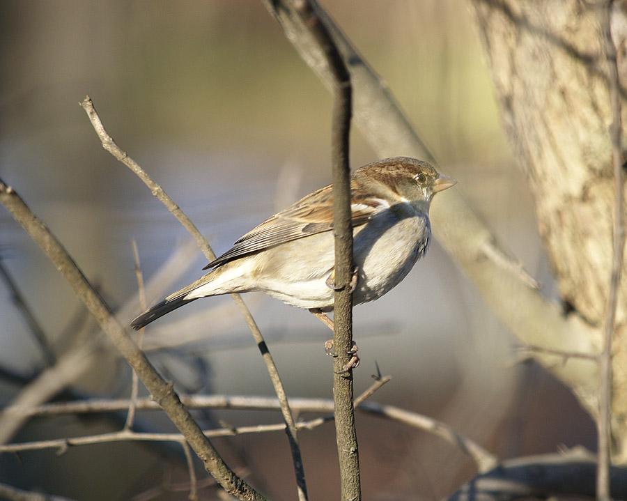 Birds Day - 2