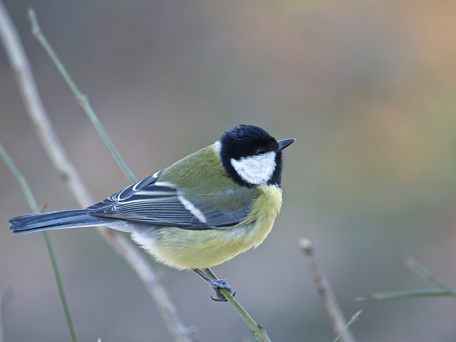 Birds Day - 3