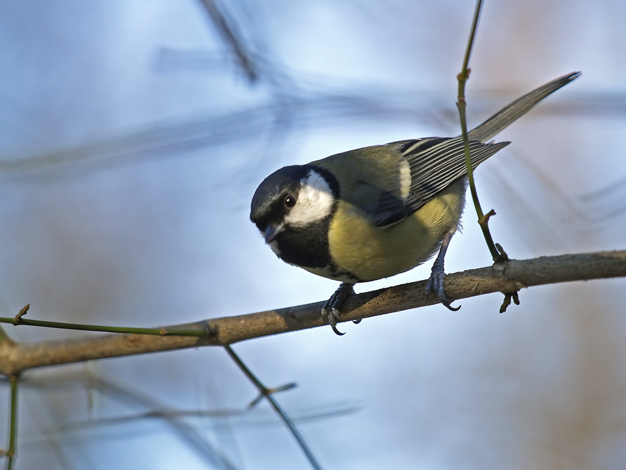 Birds Day - 4