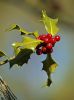 A Branch