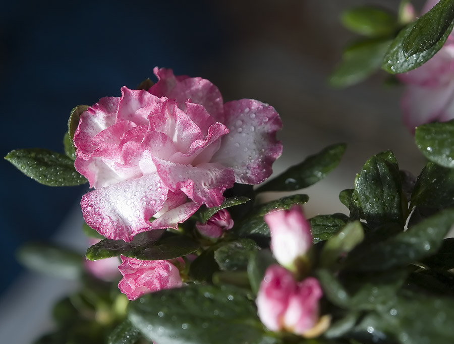 Holidays Season Flowers - 2