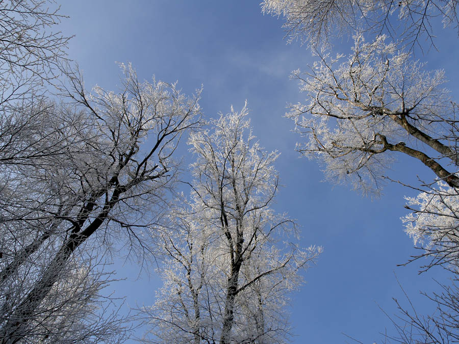 The Trees