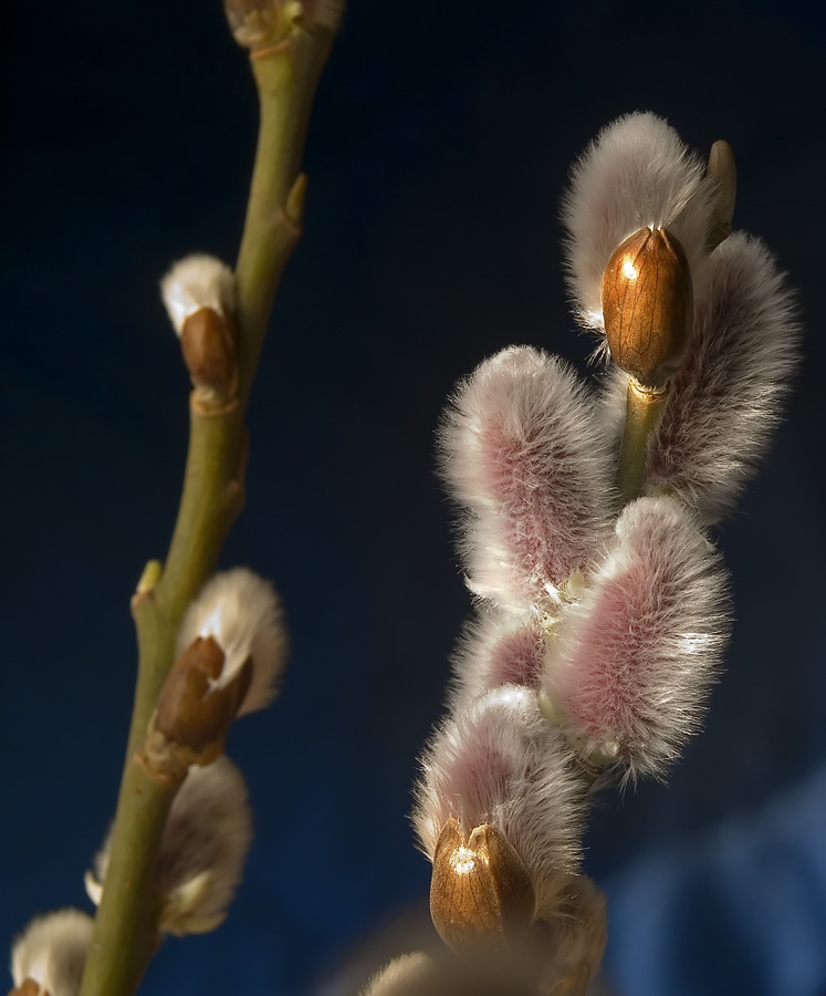 Branch in full bud 3