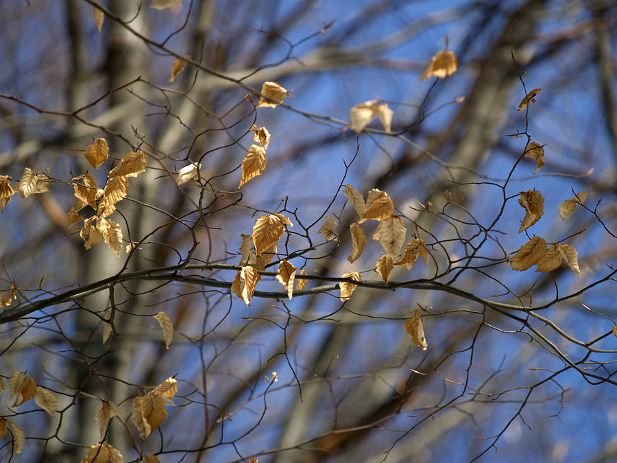 Leaves