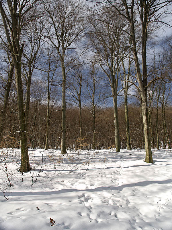 Winter Forest