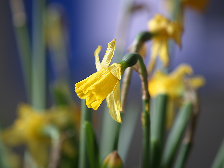 Yellow Flower - 3