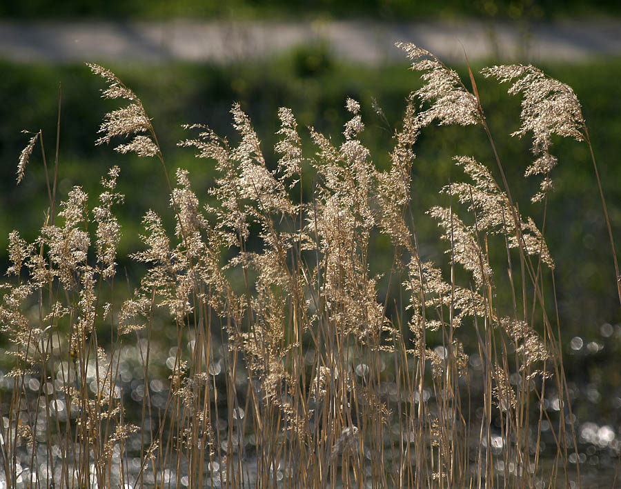 Roadside ferns