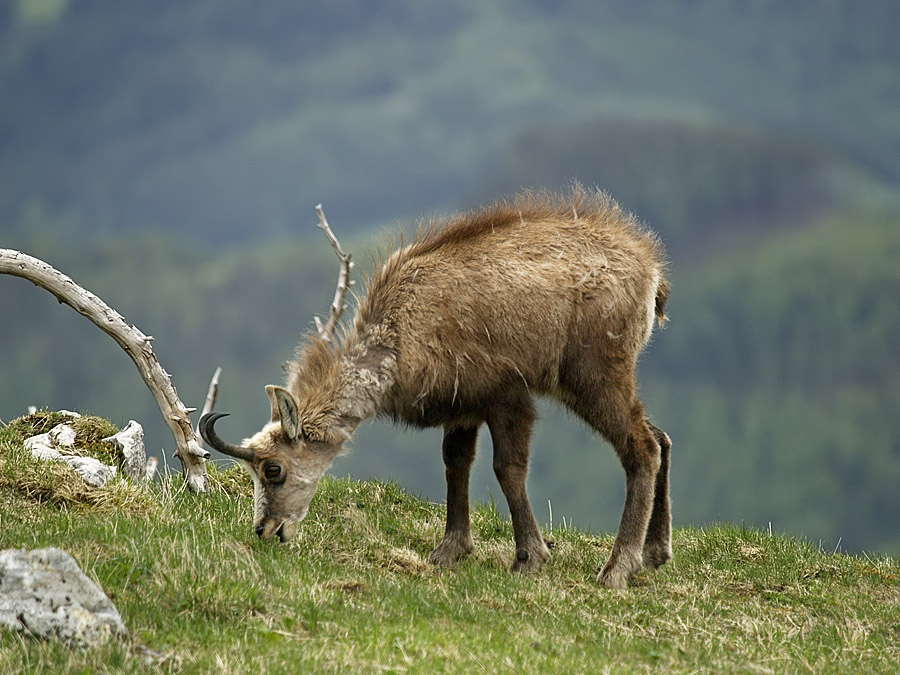 Grazing Chamois