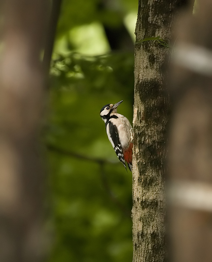 Woodpecker