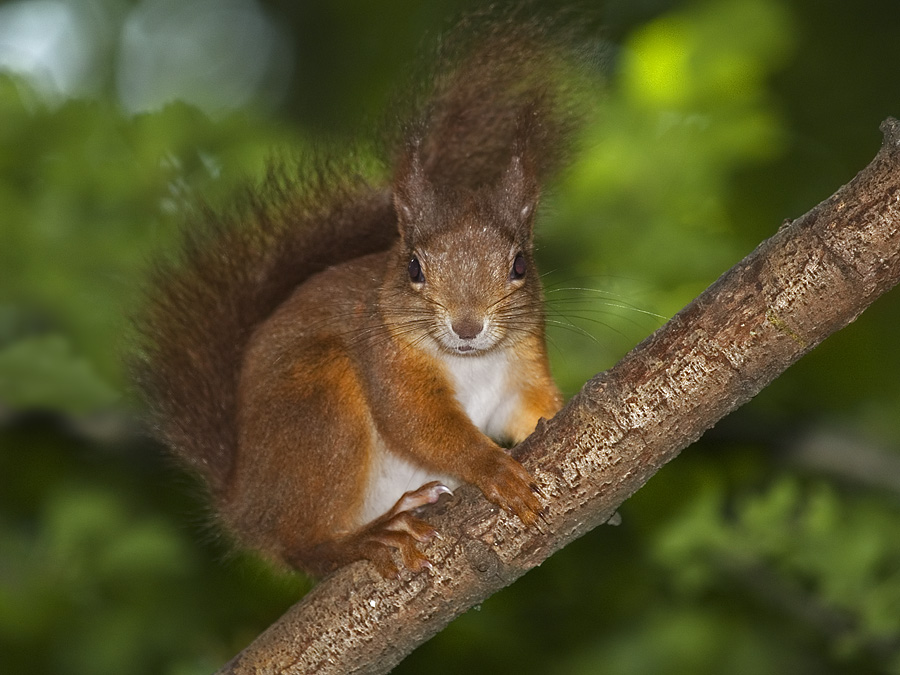 Squirrel portrait