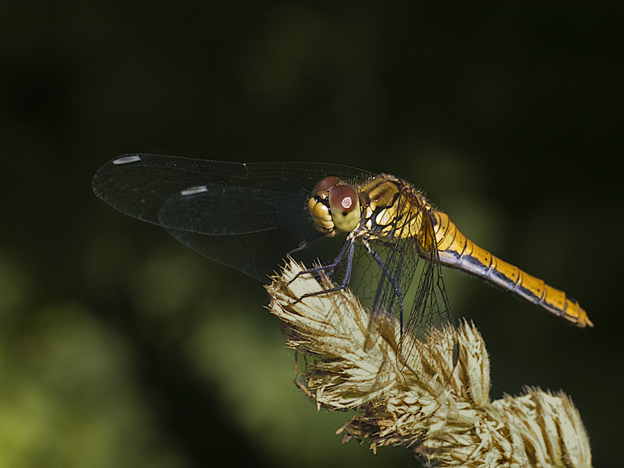 Dragonfly - 2