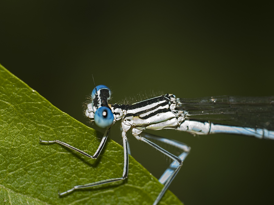 Hold on, borther! - Damselfly