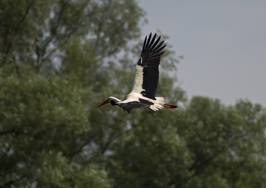 Flying stork