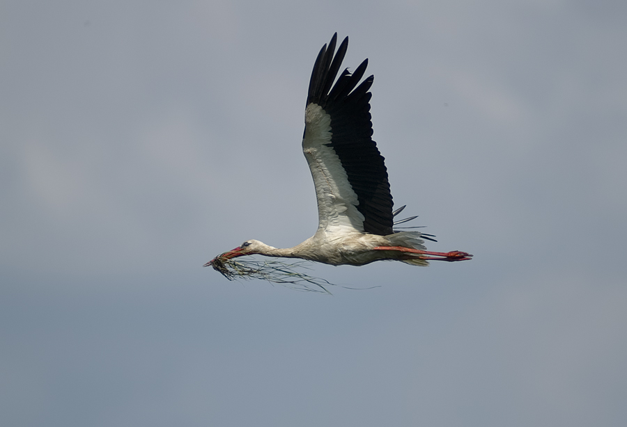 Stork