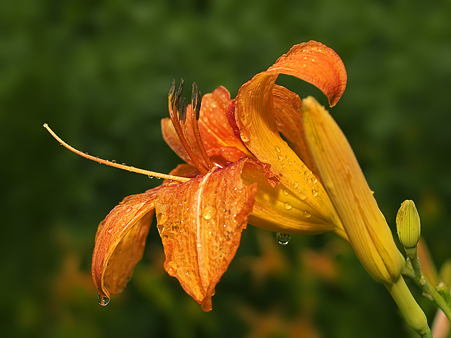 Sunday Flower