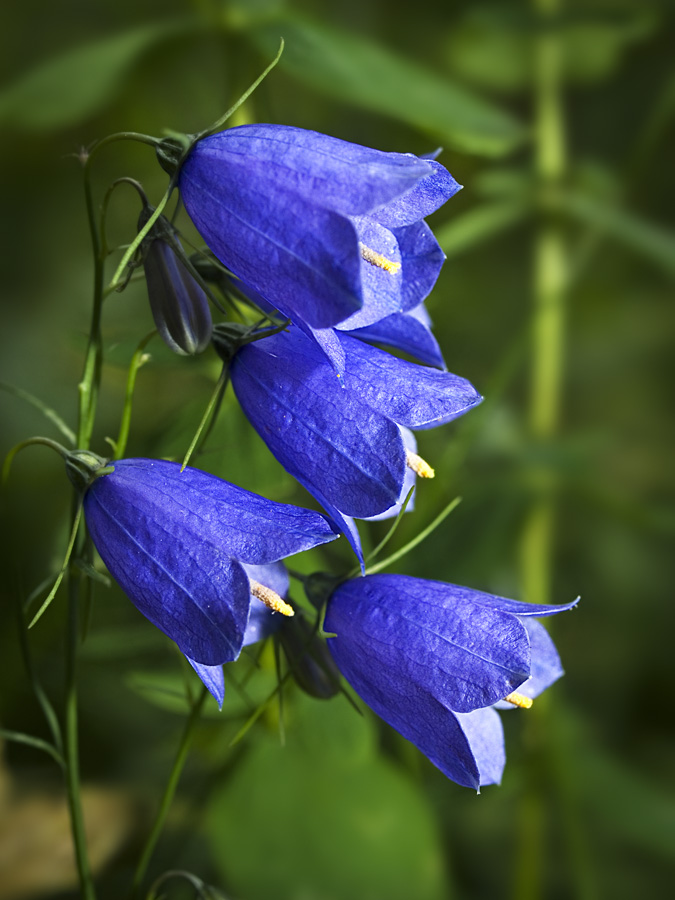 Bluebells of Scotland