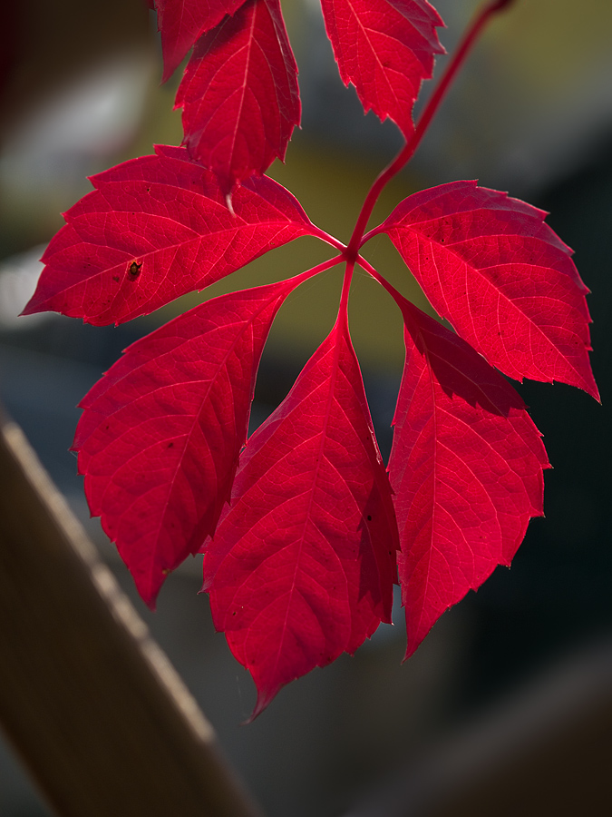 Red leaves