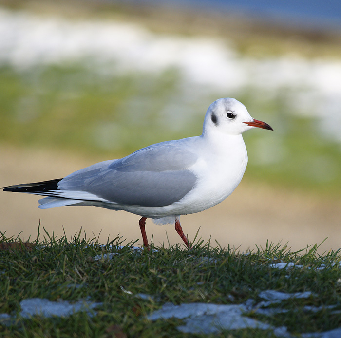 Seagull