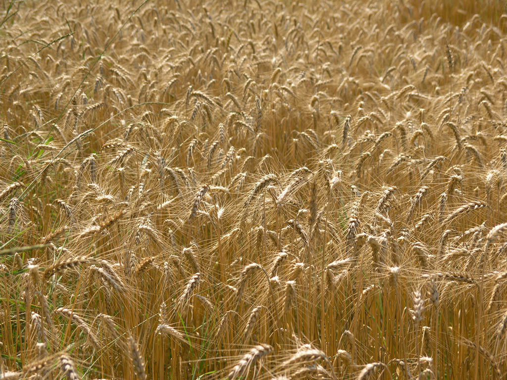 Golden Field