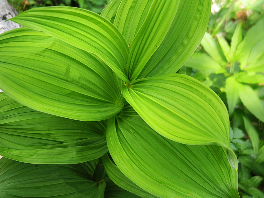 Summer Plants - 2