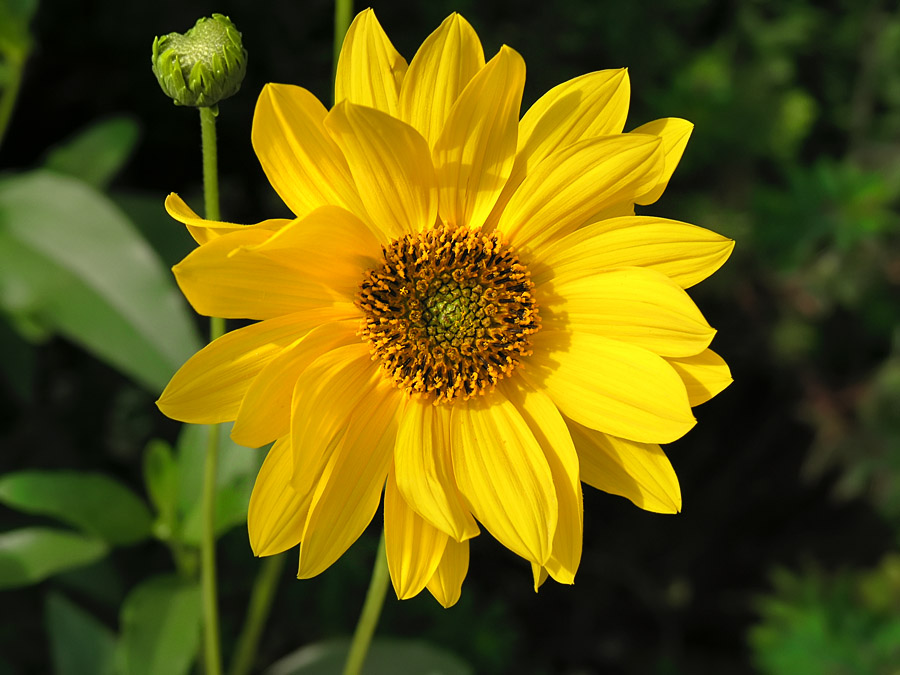Summer Plants - 3