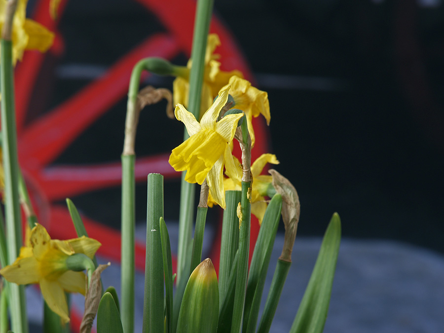 Yellow Flower - 1