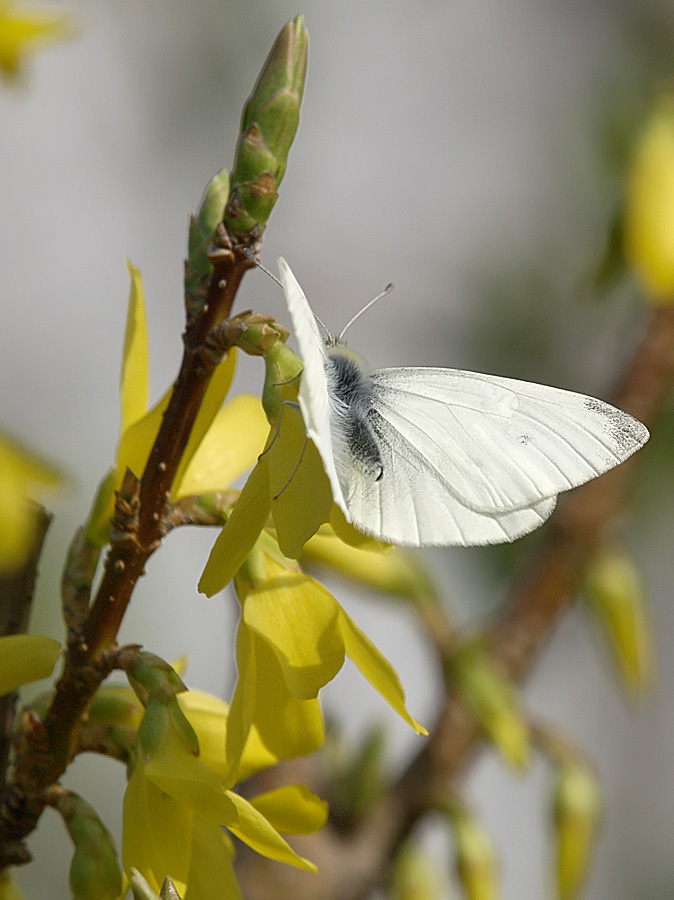 Springtime - 6