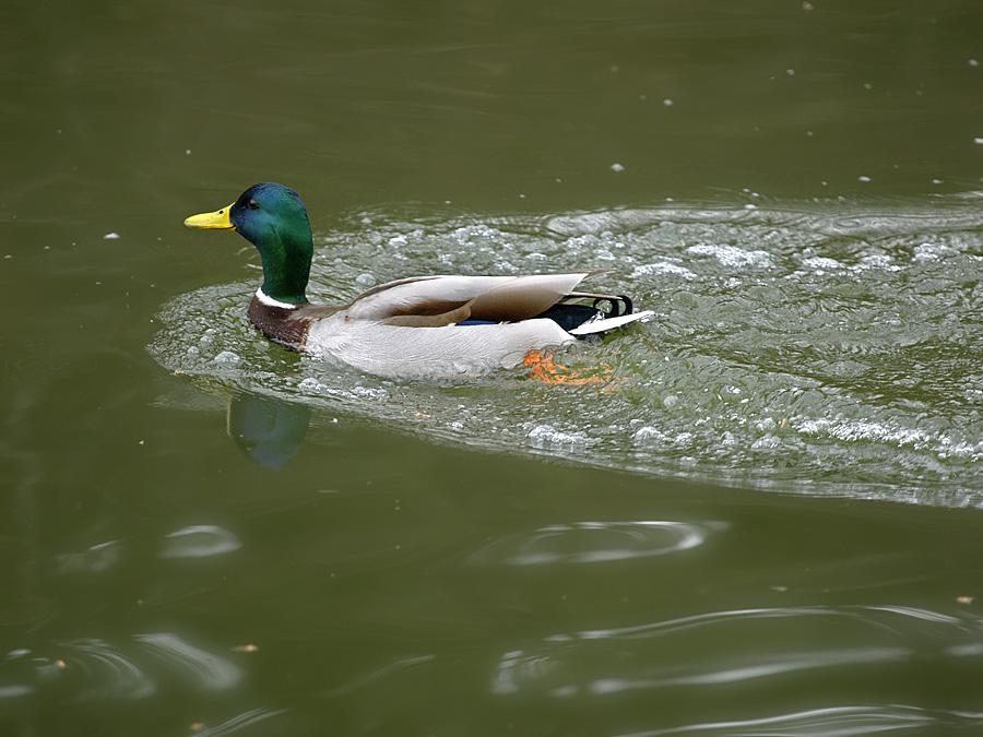 Paddling by