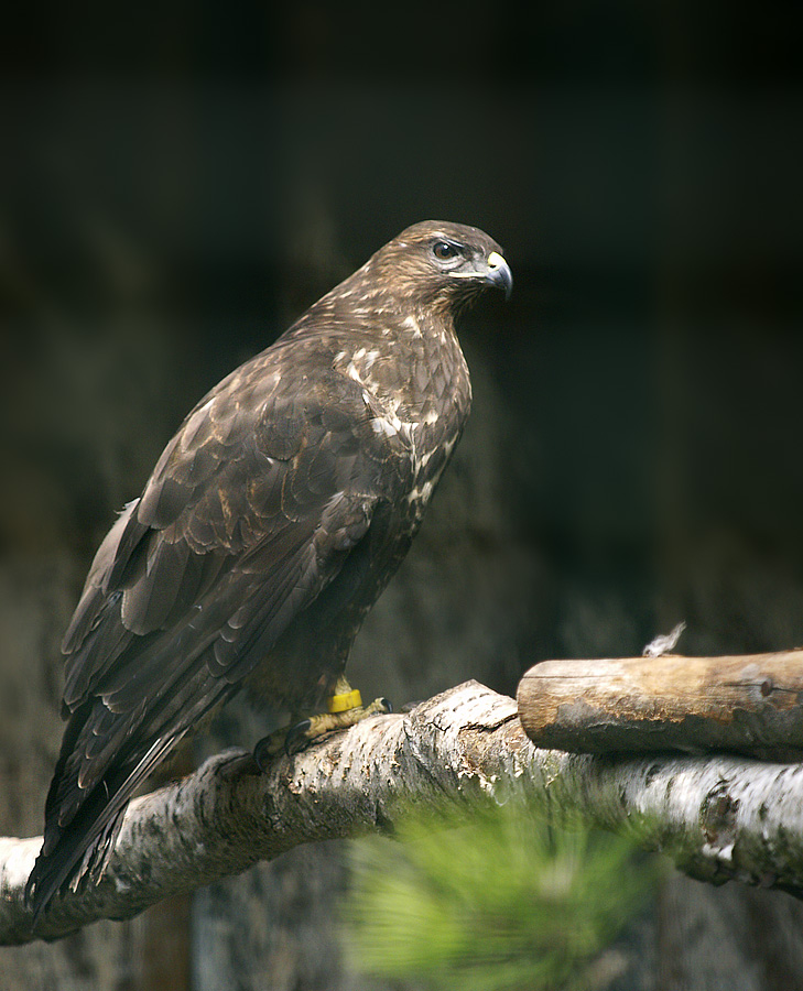 Eagle