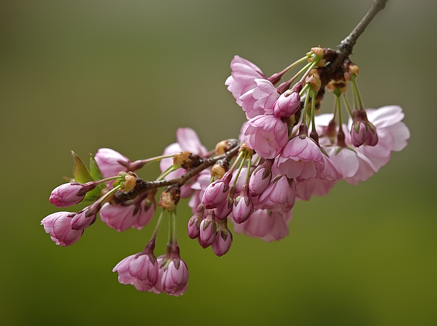 Blossoming Branch