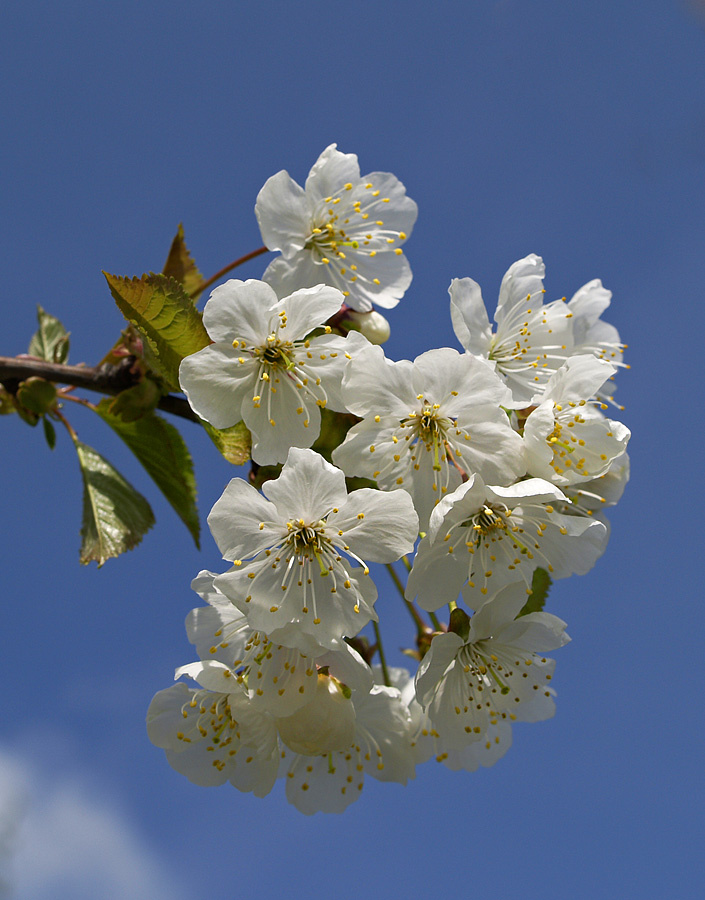Spring blossom