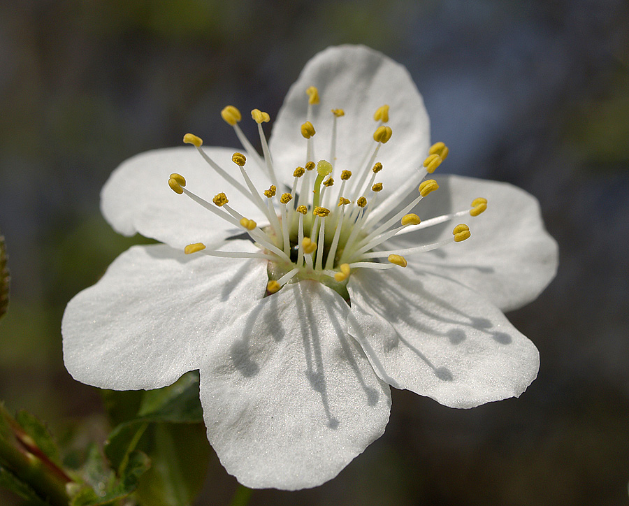 Spring blossom - 1