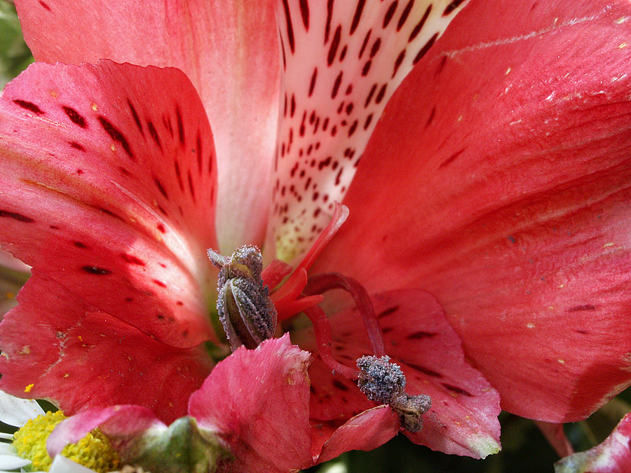 Red Flower (2)