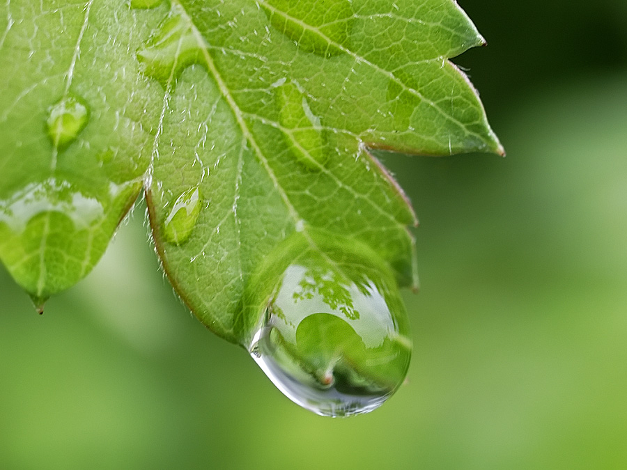 After the rain