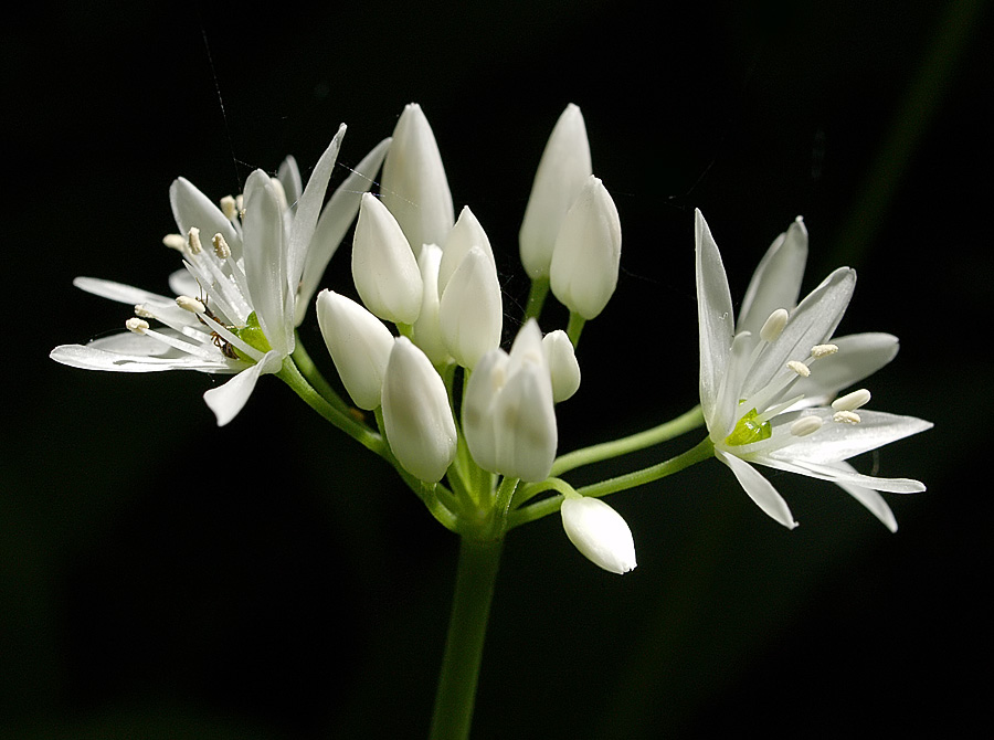 White bunch